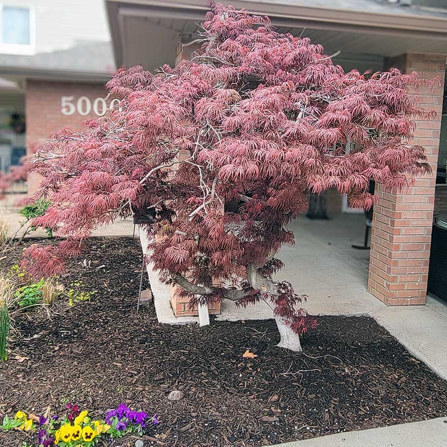 A beautiful pink tree adorns a landscaped area at The Gardens at Arkanshire.